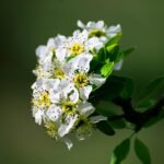 a close up of a white flower on a tree branch